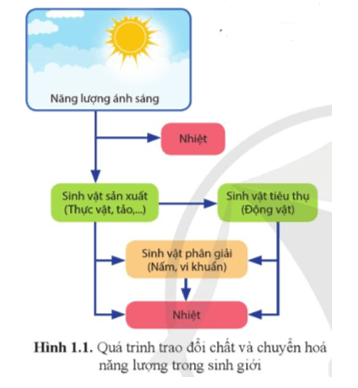 Sinh học 11 Bài 1: Khái quát về trao đổi chất và chuyển hóa năng lượng Giải Sinh 11 Cánh diều trang 5, 6, 7, 8
