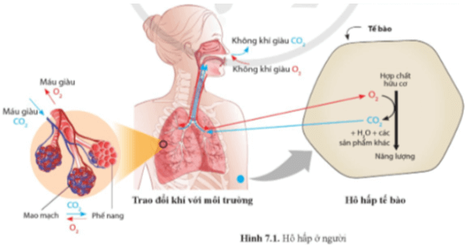 Sinh học 11 Bài 7: Hô hấp ở động vật Giải Sinh 11 Cánh diều trang 45, 46, 47, 48, 49