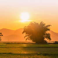 Soạn bài Nhớ đồng Kết nối tri thức