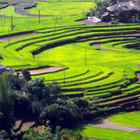 Viết đoạn văn tiếng Anh về những gì bạn thích cuộc sống ở nông thôn (8 Mẫu)