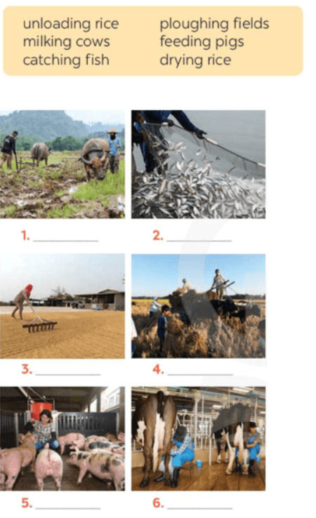 Tiếng Anh 8 Unit 2: Looking Back Soạn Anh 8 Kết nối tri thức trang 26