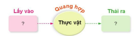 Khoa học lớp 4 Bài 13: Nhu cầu sống của thực vật và chăm sóc cây trồng Giải Khoa học lớp 4 sách Cánh diều