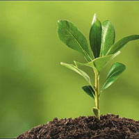 Khoa học lớp 4 Bài 13: Nhu cầu sống của thực vật và chăm sóc cây trồng