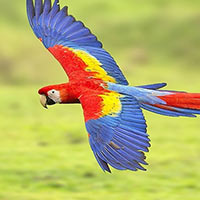 Khoa học lớp 4 Bài 14: Nhu cầu sống của động vật và chăm sóc vật nuôi