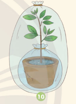 Thí nghiệm “Lá có thoát hơi nước không?"