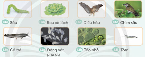 Trò chơi: “Sắp xếp chuỗi thức ăn dưới nước và trên cạn"