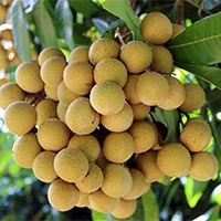 Viết: Luyện tập tả cây cối - Tiếng Việt 4 Cánh diều