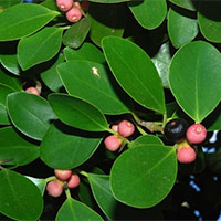 Viết: Luyện tập tả cây cối - Tiếng Việt 4 Cánh diều