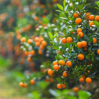 Viết: Luyện tập tả cây cối - Tiếng Việt 4 Cánh diều