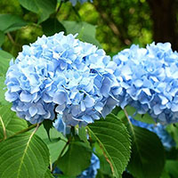 Viết: Luyện tập tả cây cối - Tiếng Việt 4 Cánh diều