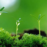 Viết: Luyện tập tả cây cối - Tiếng Việt 4 Cánh diều