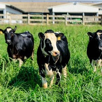 Công nghệ 11 Bài 1: Vai trò và triển vọng của chăn nuôi