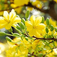 Kết bài Chiều xuân của Anh Thơ