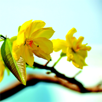 Mở bài Chiều xuân của Anh Thơ