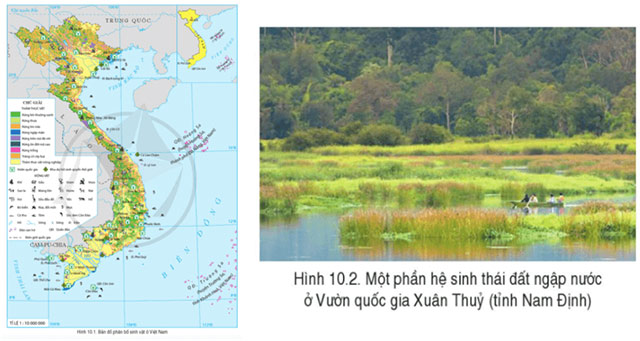 Địa lí 8 Bài 10: Đặc điểm chung của sinh vật và vấn để bảo tồn đa dạng sinh học ở Việt Nam Soạn Địa 8 sách Cánh diều trang 132, 133, 134, 135
