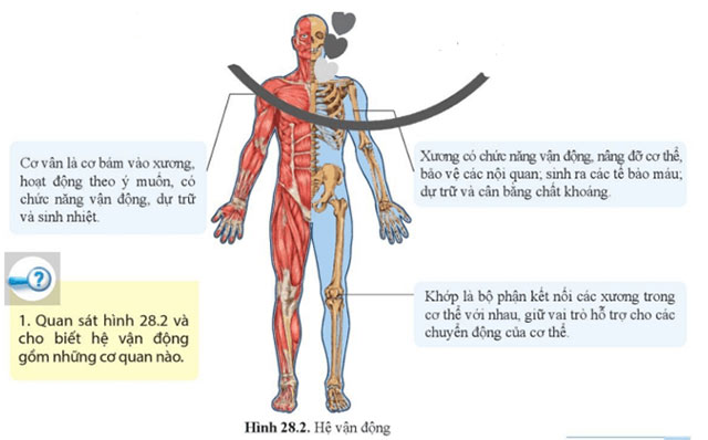 KHTN 8 Bài 28: Hệ vận động ở người Giải KHTN 8 Cánh diều trang 131, 132, 133, 134, 135, 136