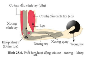 Hình 28.6