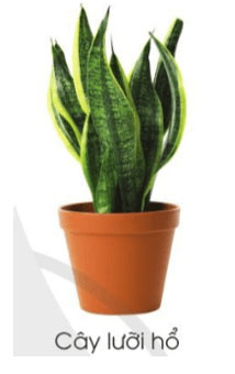 Cây lưỡi hổ