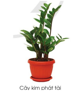 Cây kim phát tài
