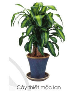 Cây thiết mộc lan