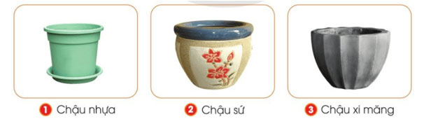 Chậu