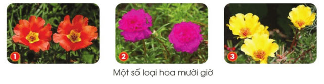 Hoa mười giờ