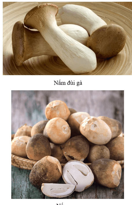 Nấm