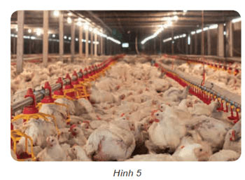 Hình 5