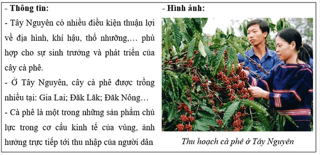 Thông tin và hình ảnh về cây cà phê ở Tây Nguyên