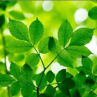 Tình cảm giữa nhân vật “tôi” với bà được thể hiện như thế nào qua những kỉ niệm ấu thơ?