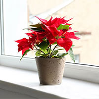 Tập làm văn lớp 5: Tả cây hoa Trạng Nguyên (3 mẫu)