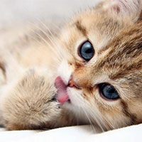 Miêu tả một con vật mà em đã chăm sóc và gắn bó (7 mẫu)