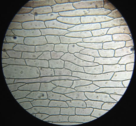 Viết báo cáo thực hành