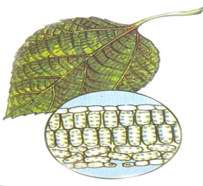 Quan sát chiếc lá