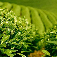 Thuyết minh về cây chè (2 Dàn ý + 5 mẫu)