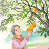 Đọc: Quả ngọt cuối mùa - Tiếng Việt 4 Kết nối tri thức