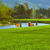 Sơ đồ tư duy Nhớ đồng của Tố Hữu