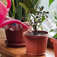 Công nghệ lớp 4 Bài 6: Chăm sóc hoa, cây cảnh trong chậu