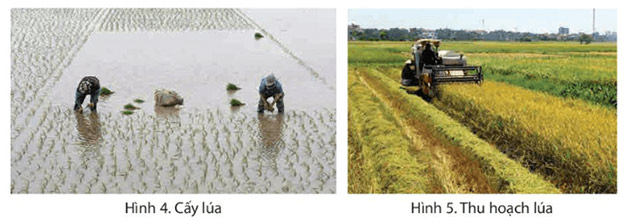 Hình 4, 5