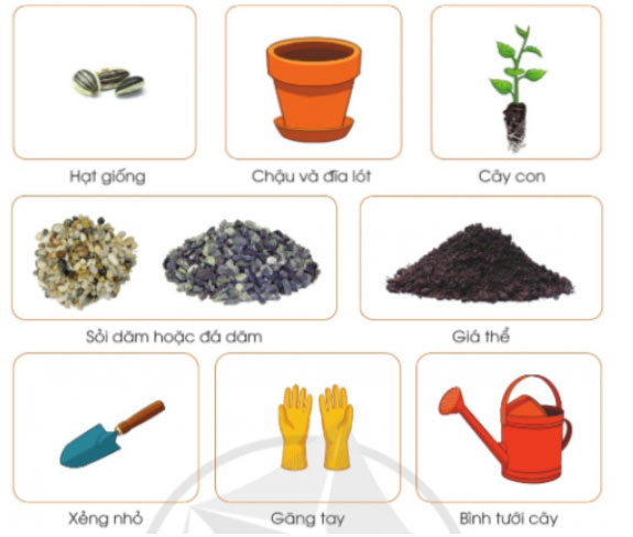 Gieo hạt và trồng cây con trong chậu