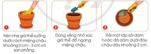 Gieo hạt và trồng cây con trong chậu