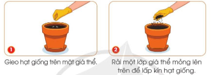 Gieo hạt và trồng cây con trong chậu