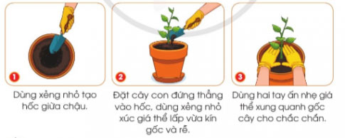 Gieo hạt và trồng cây con trong chậu