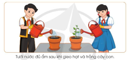 Gieo hạt và trồng cây con trong chậu