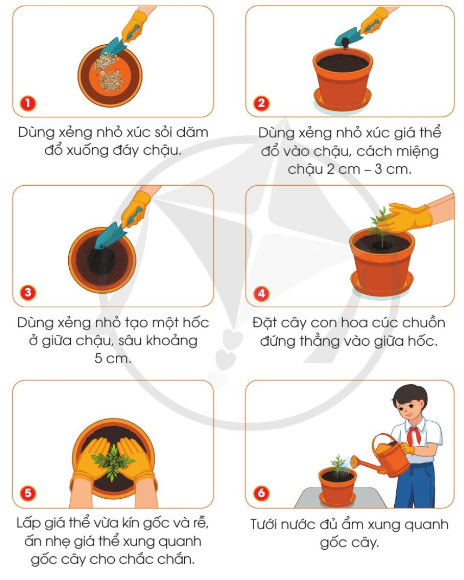 Trồng và chăm sóc hoa trong chậu