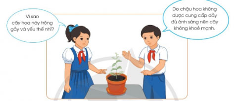 Trồng và chăm sóc hoa trong chậu