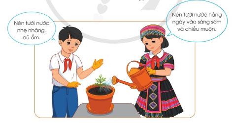 Trồng và chăm sóc hoa trong chậu