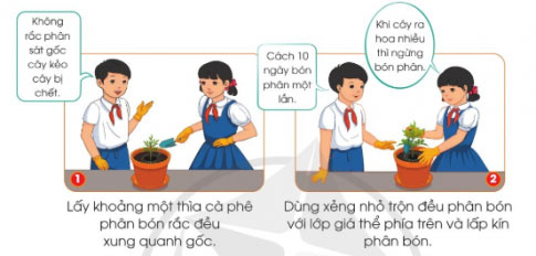 Trồng và chăm sóc hoa trong chậu