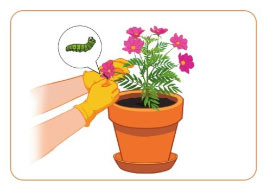 Trồng và chăm sóc hoa trong chậu