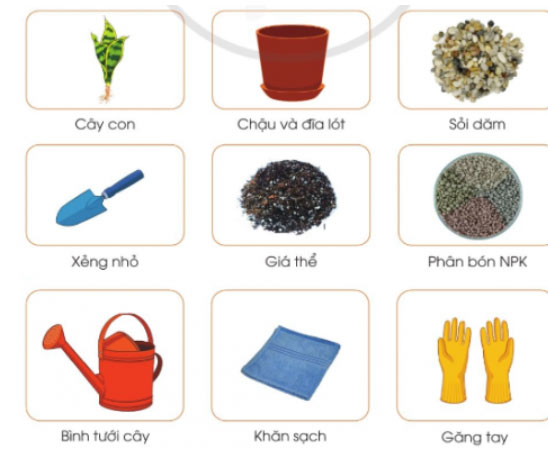 Trồng và chăm sóc cây cảnh trong chậu